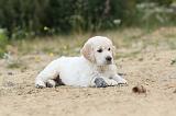 GOLDEN RETRIEVER 356
